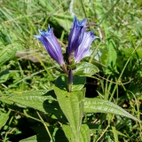 Gentiana asclepiadea, Schwalbenwurz-Enzian