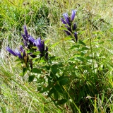 Gentiana asclepiadea, Schwalbenwurz-Enzian