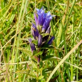 Gentiana asclepiadea, Schwalbenwurz-Enzian