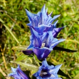 Gentiana asclepiadea, Schwalbenwurz-Enzian