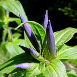 Gentiana asclepiadea, Schwalbenwurz-Enzian