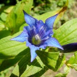 Gentiana asclepiadea, Schwalbenwurz-Enzian