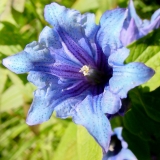 Gentiana asclepiadea, Schwalbenwurz-Enzian