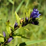 Gentiana asclepiadea, Schwalbenwurz-Enzian