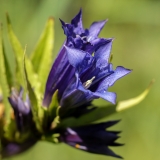 Gentiana asclepiadea, Schwalbenwurz-Enzian