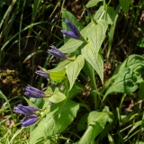 Gentiana asclepiadea, Schwalbenwurz-Enzian