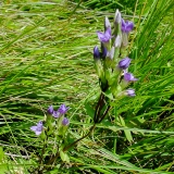 Gentiana campestris, Feld-Enzian