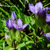 Gentiana campestris, Feld-Enzian