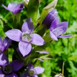 Gentiana campestris, Feld-Enzian