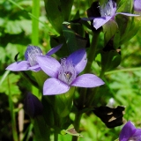 Gentiana campestris, Feld-Enzian