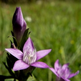 Gentiana campestris, Feld-Enzian