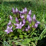 Gentiana campestris, Feld-Enzian