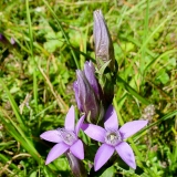 Gentiana campestris, Feld-Enzian