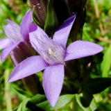 Gentiana campestris, Feld-Enzian