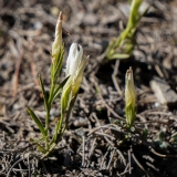 Gentiana ciliata, Gefranster Enzian