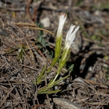 Gentiana ciliata, Gefranster Enzian