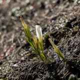 Gentiana ciliata, Gefranster Enzian