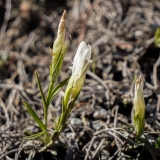 Gentiana ciliata, Gefranster Enzian