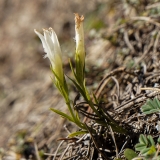 Gentiana ciliata, Gefranster Enzian