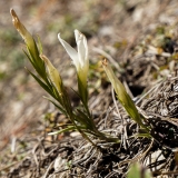 Gentiana ciliata, Gefranster Enzian