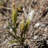 Gentiana ciliata, Gefranster Enzian