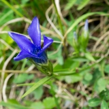 Gentiana ciliata, Gefranster Enzian