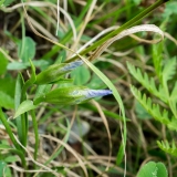 Gentiana ciliata, Gefranster Enzian