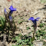 Gentiana ciliata, Gefranster Enzian