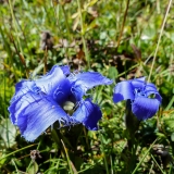 Gentiana ciliata, Gefranster Enzian