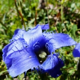 Gentiana ciliata, Gefranster Enzian