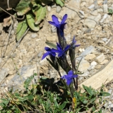 Gentiana ciliata, Gefranster Enzian