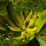 Gentiana lutea, Gelber Enzian