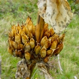 Gentiana lutea, Gelber Enzian