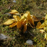 Gentiana lutea, Gelber Enzian