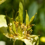 Gentiana lutea, Gelber Enzian