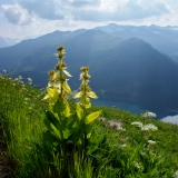 Gentiana lutea, Gelber Enzian