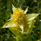 Gentiana lutea, Gelber Enzian