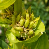 Gentiana lutea, Gelber Enzian