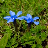 Gentiana orbicularis, Rundblättriger Enzian