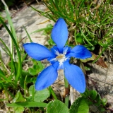 Gentiana orbicularis, Rundblättriger Enzian