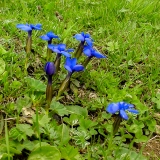 Gentiana orbicularis, Rundblättriger Enzian