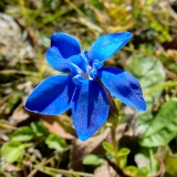 Gentiana orbicularis, Rundblättriger Enzian