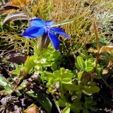 Gentiana orbicularis, Rundblättriger Enzian