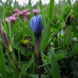 Gentiana orbicularis, Rundblättriger Enzian