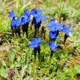 Gentiana orbicularis, Rundblättriger Enzian