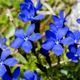 Gentiana orbicularis, Rundblättriger Enzian