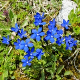 Gentiana orbicularis, Rundblättriger Enzian