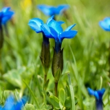 Gentiana orbicularis, Rundblättriger Enzian