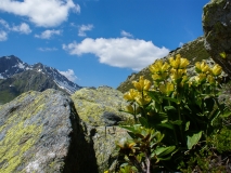 Gentiana punctata, Getüpfelter Enzian