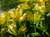 Gentiana punctata, Getüpfelter Enzian